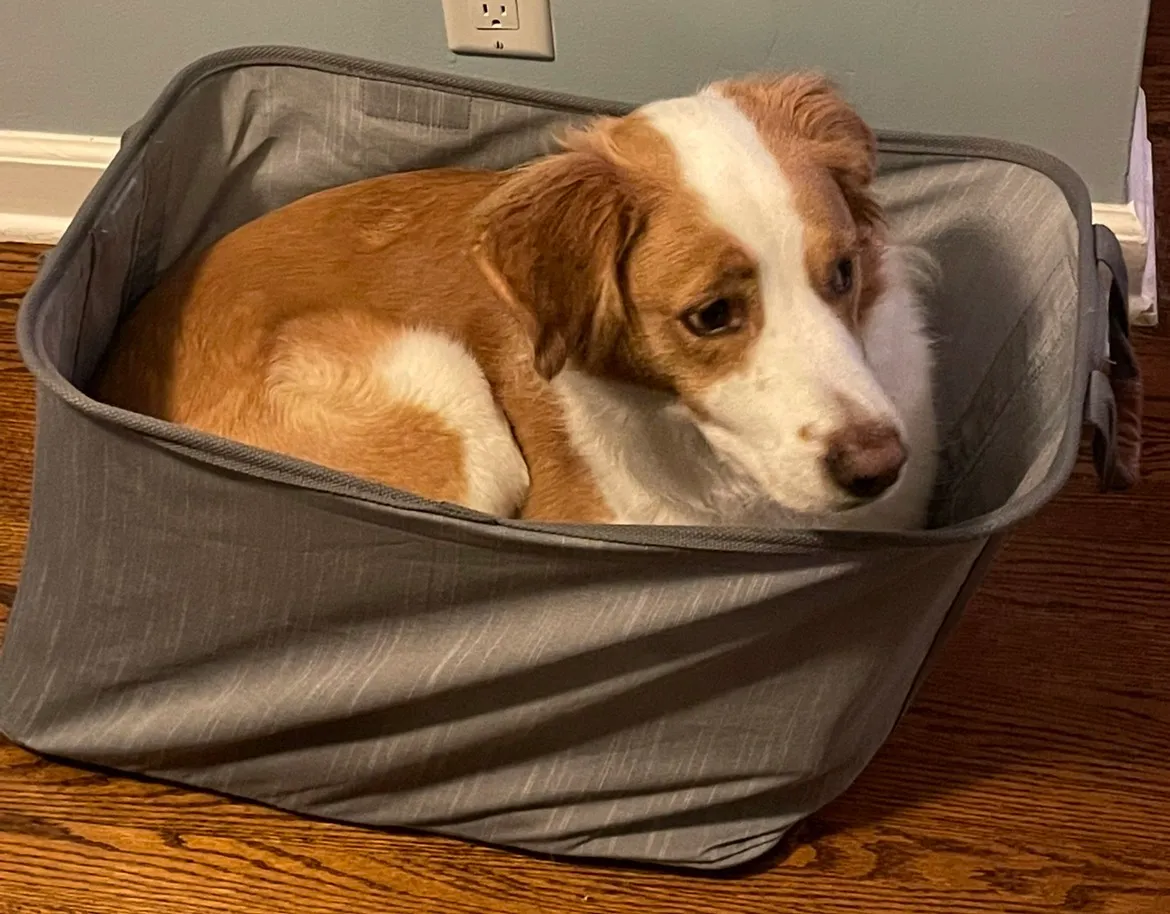 Vader as a puppy, curled up in a suitcase shortly after being adopted