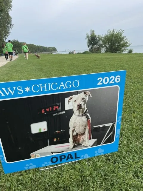 A PAWS Chicago 2026 course sign featuring a rescue dog named Opal